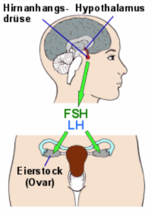 hypophyse_ovar